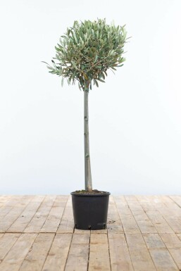 Olijfboom / Olea Europaea ministam 80-100 cm