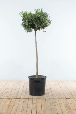 Olijfboom / Olea Europaea op stam 150-175 cm