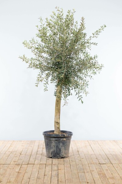 Olijfboom Olea Europea Op stam 20-30 150-175 Pot Olijfboom / Olea Europaea op stam 150-175 cm