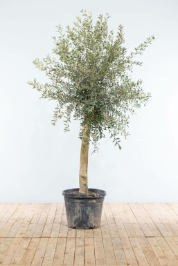 Olijfboom Olea Europea Op stam 20-30 150-175 Pot