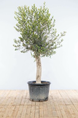 Olijfboom Olea Europea Op stam 30-40 175-200 Pot Olijfboom / Olea Europaea op stam 175-200 cm