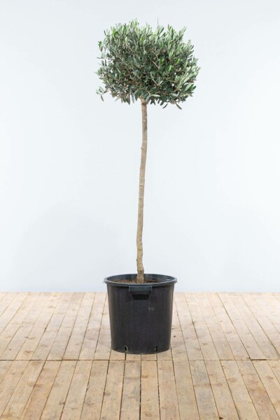 Olijfboom Olea Europea Op stam 8-10 125-150 Pot Olijfboom / Olea Europaea op stam 125-150 cm