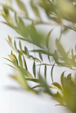 Olijfboom / Olea Europaea op stam 125-150 cm