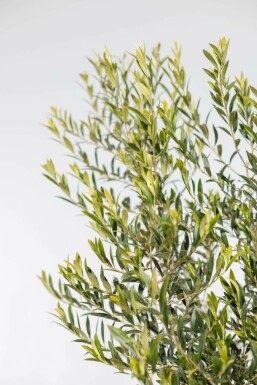 Olijfboom Olea Europea Op stam 8-10 125-150 Pot Olijfboom / Olea Europaea op stam 125-150 cm