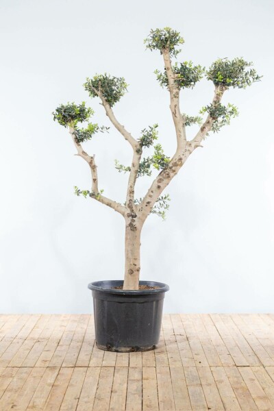 Olijfboom Olea Europea Ponpon 20-30 175-200 Pot Olijfboom / Olea Europaea ponpon 175-200 cm