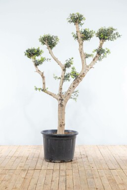 Olijfboom Olea Europea Ponpon 20-30 175-200 Pot Olijfboom / Olea Europaea ponpon 175-200 cm