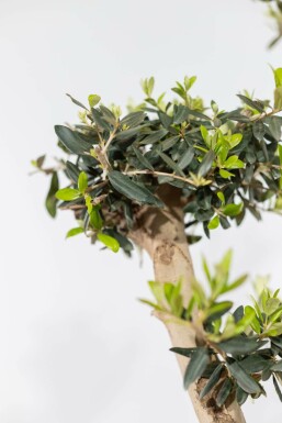 Olijfboom / Olea Europaea ponpon 175-200 cm