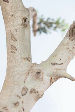 Olijfboom Olea Europea Ponpon 20-30 175-200 Pot Olijfboom / Olea Europaea ponpon 175-200 cm