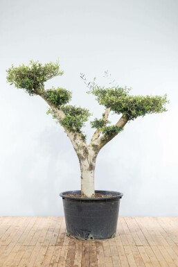 Olijfboom Olea Europea Ponpon 30-40 175-200 Pot Olijfboom / Olea Europaea ponpon 175-200 cm