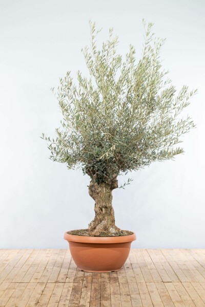 Olijfboom Olea Europea Schaal 40-60 150-175 Pot Olijfboom / Olea Europaea schaal 150-175 cm