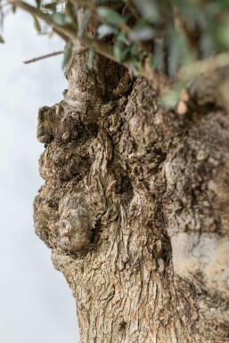 Olijfboom / Olea Europaea schaal 150-175 cm