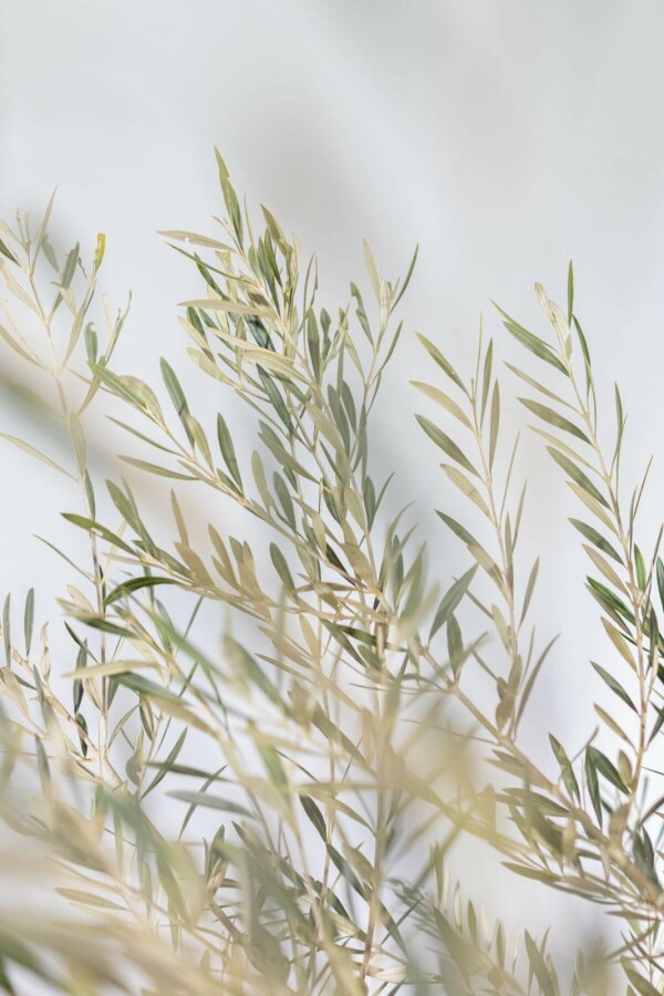 Olijfboom Olea Europea Schaal 40-60 150-175 Pot Olijfboom / Olea Europaea schaal 150-175 cm