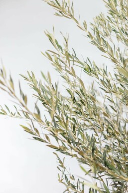 Olijfboom / Olea Europaea schaal 150-175 cm