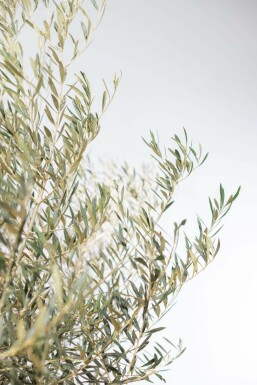 Olijfboom / Olea Europaea schaal 150-175 cm