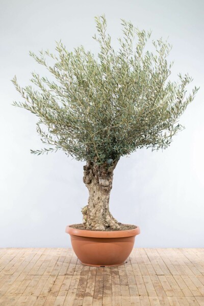 Olijfboom Olea Europea Schaal 60-80 175-200 Pot Olijfboom / Olea Europaea schaal 175-200 cm