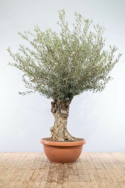 Olijfboom / Olea Europaea schaal