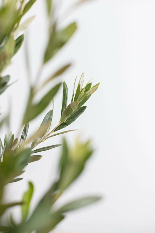 Olijfboom Olea Europea Struik 100-125 Pot Olijfboom / Olea Europaea struik 100-125 cm