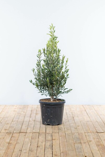 Olijfboom / Olea Europaea struik 125-150 cm