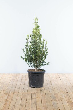 Olijfboom Olea Europea Struik 125-150 Pot