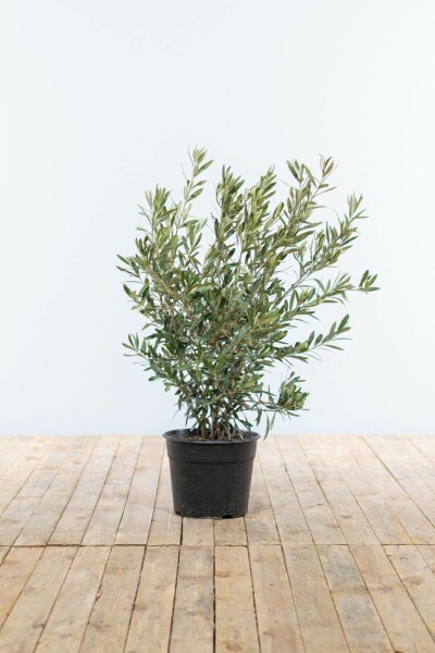 Olijfboom / Olea Europaea struik 60-80 cm