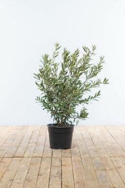 Olijfboom Olea Europea Struik 60-80 Pot Olijfboom / Olea Europaea struik 60-80 cm