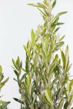 Olijfboom / Olea Europaea struik 60-80 cm