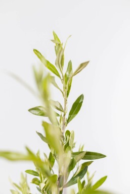 Olijfboom / Olea Europaea struik 60-80 cm