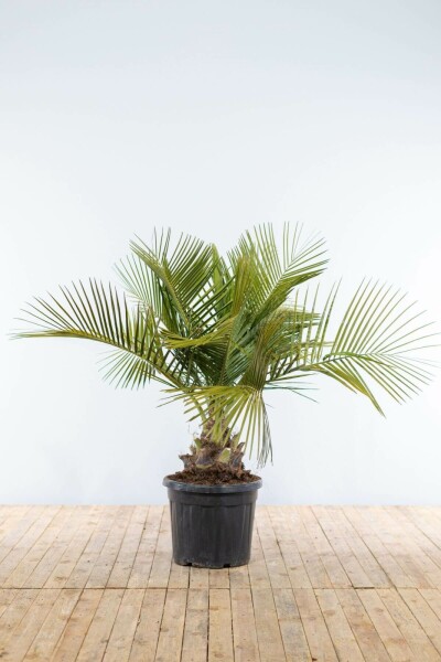 Geleipalm Butia Capitata Struik 125-150 Pot Geleipalm / Butia Capitata struik 125-150 cm