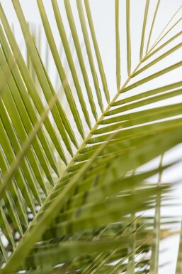 Geleipalm Butia Capitata Struik 125-150 Pot Geleipalm / Butia Capitata struik 125-150 cm