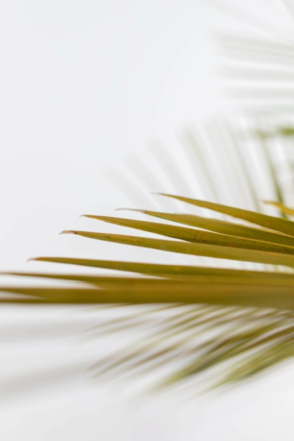 Geleipalm Butia Capitata Struik 125-150 Pot Geleipalm / Butia Capitata struik 125-150 cm