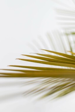 Geleipalm Butia Capitata Struik 125-150 Pot Geleipalm / Butia Capitata struik 125-150 cm