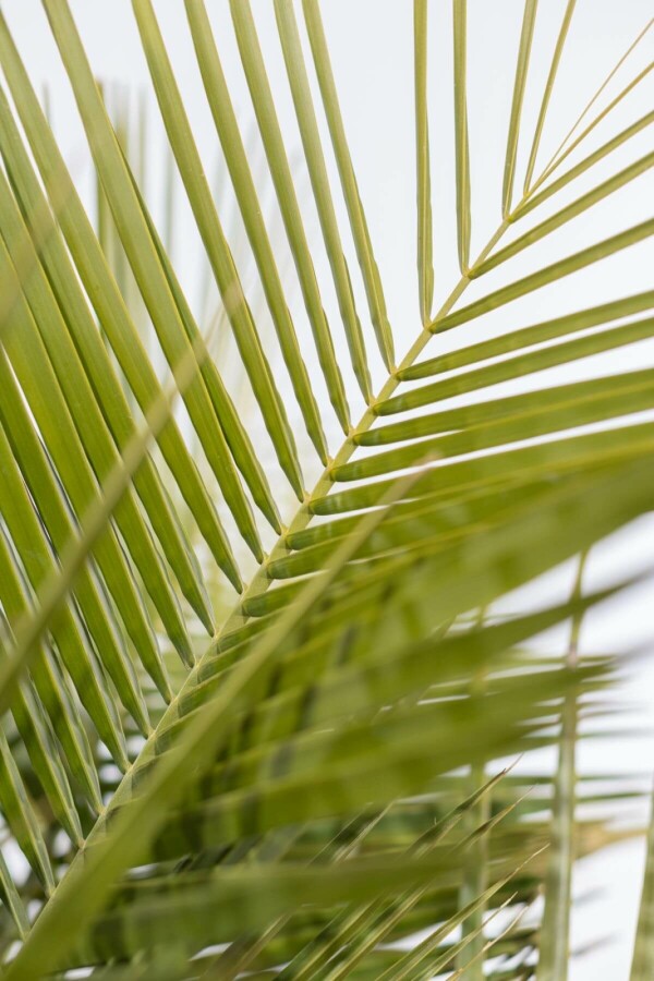 Geleipalm Butia Capitata Struik 150-175 Pot Geleipalm / Butia Capitata struik 150-175 cm