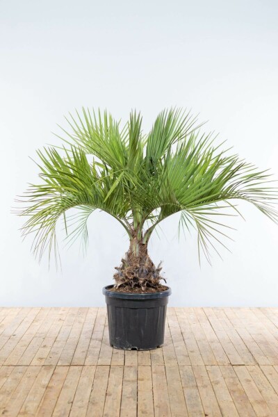 Geleipalm / Butia Capitata struik 175-200 cm