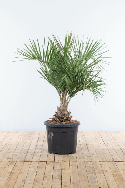 Geleipalm / Butia Capitata struik 60-80 cm
