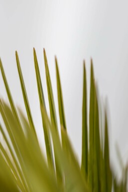 Geleipalm / Butia Capitata struik 60-80 cm