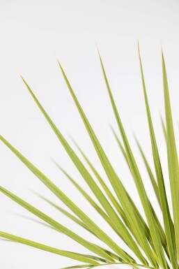 Geleipalm / Butia Capitata struik 60-80 cm