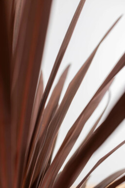 Rode Koolpalm / Cordyline Australis Red Star struik 100-125 cm