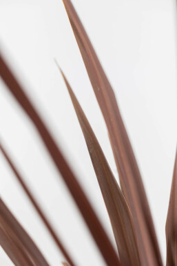 Rode Koolpalm / Cordyline Australis Red Star struik 100-125 cm