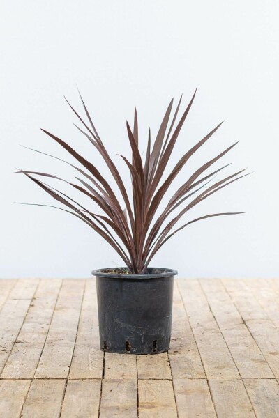 Rode Koolpalm Butia Cordyline Australis Red Star Struik 60-80 Pot Rode Koolpalm / Cordyline Australis Red Star struik 60-80 cm
