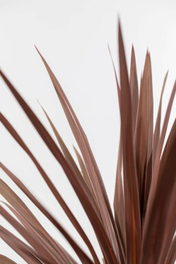 Rode Koolpalm / Cordyline Australis Red Star struik 60-80 cm