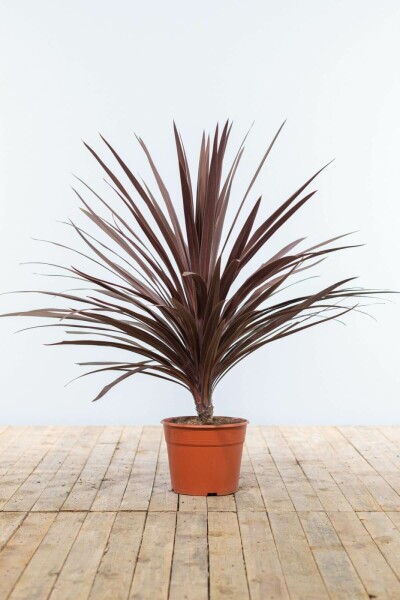 Rode Koolpalm Butia Cordyline Australis Red Star Struik 80-100 Pot Rode Koolpalm / Cordyline Australis Red Star struik 80-100 cm