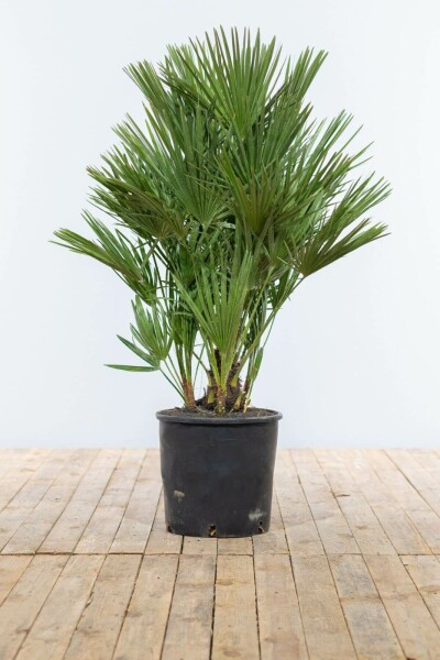 Europese Dwergpalm / Chamaerops Humilis struik 100-125 cm