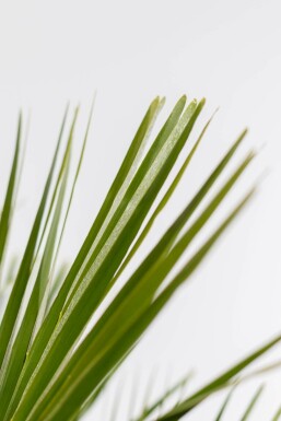 Europese Dwergpalm / Chamaerops Humilis struik 100-125 cm