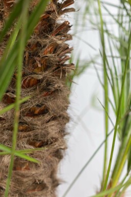 Europese Dwergpalm / Chamaerops Humilis struik 100-125 cm