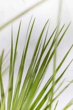 Europese Dwergpalm / Chamaerops Humilis struik 100-125 cm