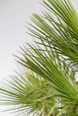 Europese Dwergpalm / Chamaerops Humilis struik 100-125 cm