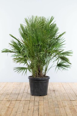 Europese Dwergpalm / Chamaerops Humilis struik 125-150 cm