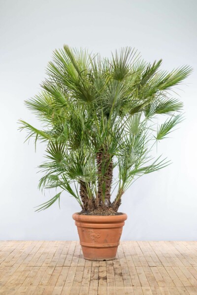 Europese Dwergpalm / Chamaerops Humilis struik 175-200 cm