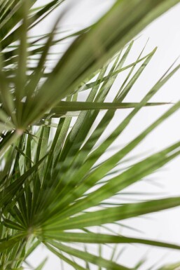 Europese Dwergpalm / Chamaerops Humilis struik 40-60 cm