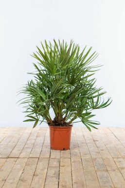Europese Dwergpalm / Chamaerops Humilis struik 60-80 cm